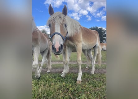 Haflinger, Hengst, 1 Jahr, 154 cm