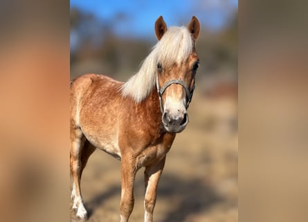Haflinger, Hengst, 1 Jahr
