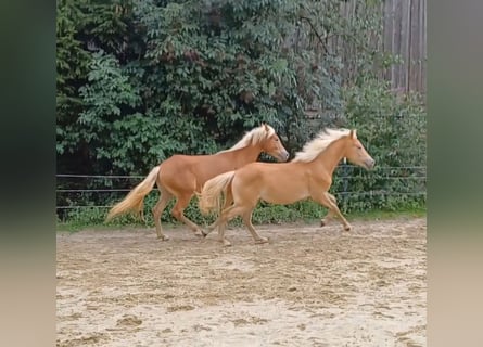 Haflinger, Hengst, 1 Jahr, Dunkelfuchs