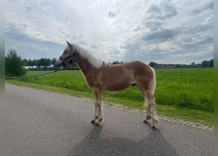 Haflinger, Hengst, 1 Jahr, Fuchs