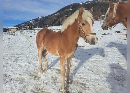 Haflinger, Hengst, 1 Jahr