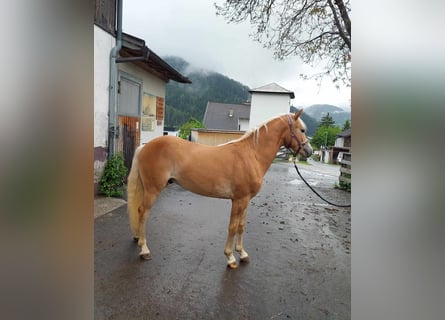 Haflinger, Hengst, 2 Jaar, 140 cm, Donkere-vos