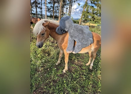 Haflinger, Hengst, 2 Jaar