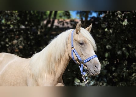 Haflinger Mix, Hengst, 2 Jahre, 137 cm, Palomino