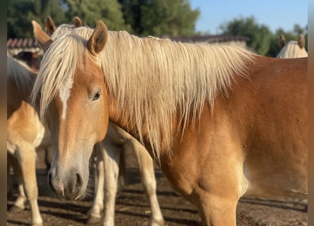 Haflinger, Hengst, 2 Jahre, 149 cm