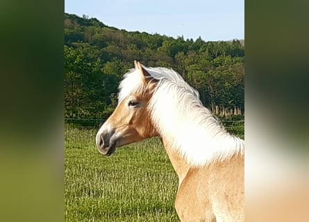 Haflinger, Hengst, 2 Jahre, 150 cm, Fuchs