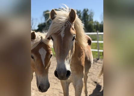 Haflinger, Hengst, 2 Jahre, 154 cm, Fuchs