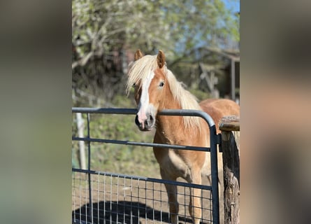 Haflinger, Hengst, 3 Jaar, 146 cm, Vos