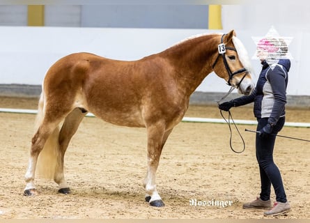 Haflinger, Hengst, 3 Jaar, 150 cm