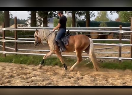 Haflinger, Hengst, 3 Jaar, 150 cm, Vos