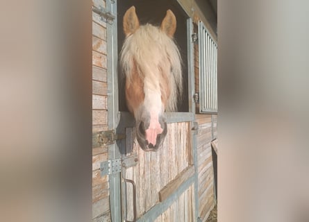 Haflinger, Hengst, 3 Jaar, 155 cm, Vos