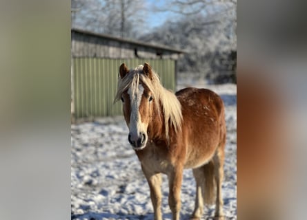 Haflinger, Hengst, 3 Jaar, Vos