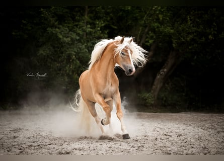 Haflinger, Hengst, 3 Jahre, 152 cm, Fuchs