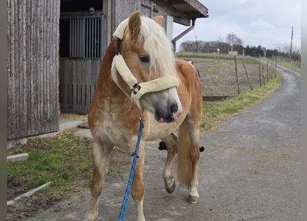 Haflinger, Hengst, 3 Jahre, 153 cm, Fuchs