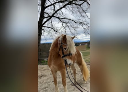 Haflinger, Hengst, 3 Jahre