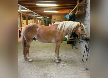 Haflinger, Hengst, 4 Jaar, 161 cm, Vos