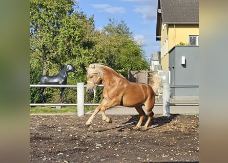 Haflinger, Hengst, 4 Jahre, 151 cm, Fuchs