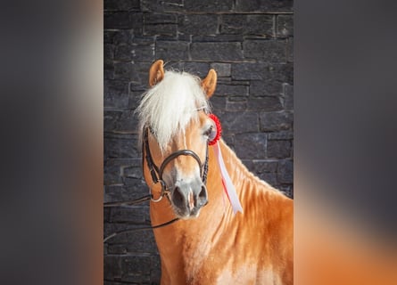 Haflinger, Hengst, 4 Jahre, 153 cm, Fuchs