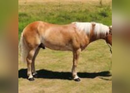 Haflinger, Hengst, 5 Jaar, 142 cm, Roodvos