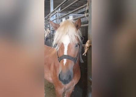 Haflinger, Hengst, 5 Jahre, 147 cm, Fuchs
