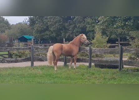 Haflinger, Hengst, 5 Jahre, 147 cm, Fuchs