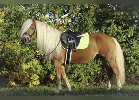 Haflinger, Hengst, 7 Jahre, 148 cm, Fuchs