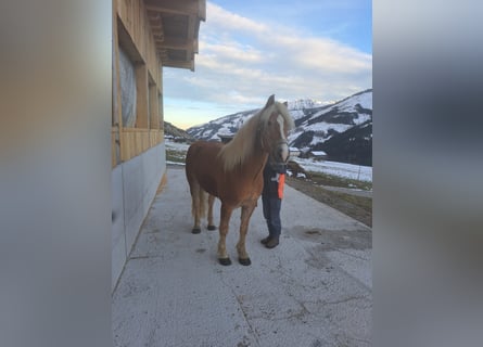 Haflinger, Hengst, 8 Jaar