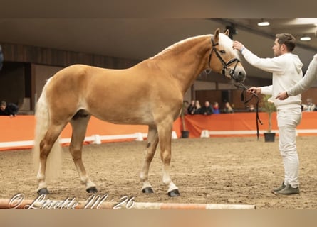 Haflinger, Hengst, 8 Jahre, 153 cm, Fuchs