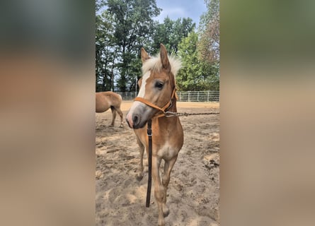 Haflinger, Hengst, Fohlen (03/2026), 150 cm, Fuchs