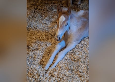 Haflinger, Hengst, , 152 cm