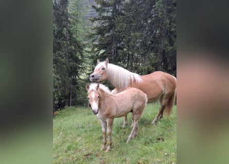 Haflinger, Hengst, Fohlen (03/2026), 153 cm, Fuchs