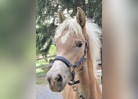 Haflinger, Hengst, Fohlen (03/2026), 153 cm, Fuchs