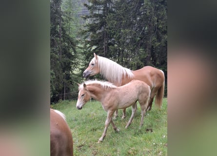 Haflinger, Hengst, Fohlen (03/2026), 153 cm, Fuchs