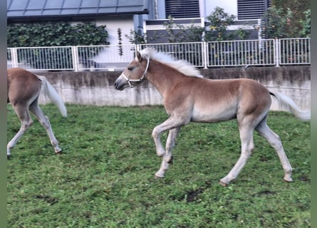 Haflinger, Hengst, Fohlen (02/2025), 155 cm