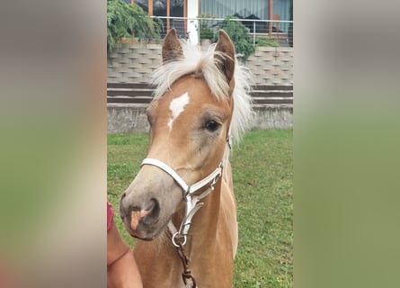 Haflinger, Hengst, Fohlen (04/2024), 155 cm