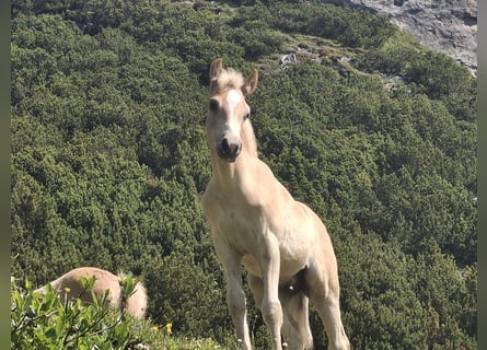 Haflinger, Hengst, , 155 cm