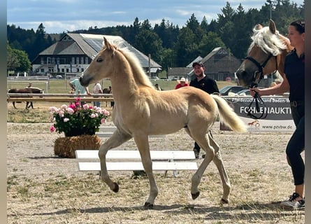 Haflinger, Hengst, Fohlen (05/2026)