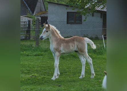 Haflinger, Hengst, , Fuchs
