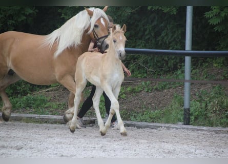 Haflinger, Hengst, Fohlen (04/2026), Fuchs