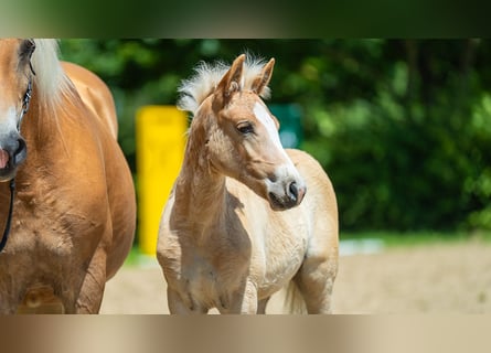 Haflinger, Hengst, Fohlen (01/2024), Palomino