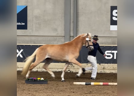 Haflinger, Hengst, 3 Jahre, 152 cm, Fuchs