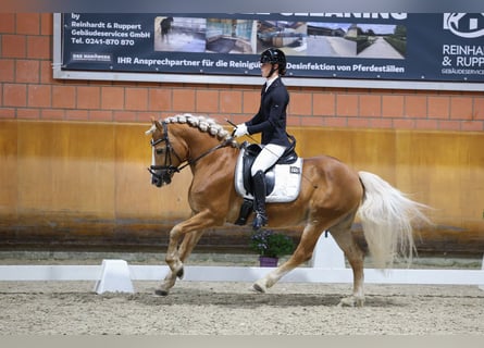 Haflinger, Hengst, 11 Jahre, 150 cm, Fuchs