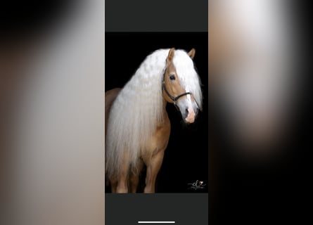 Haflinger, Hengst, 10 Jahre, 151 cm, Rotfuchs