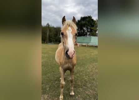 Haflinger, Hengst, Veulen (03/2026), 150 cm