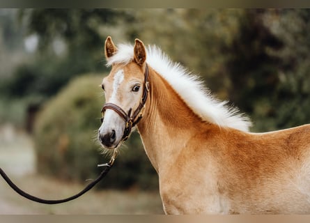 Haflinger, Hengst, veulen (04/2024), 152 cm, Vos