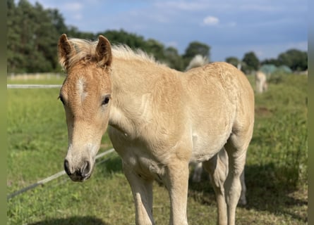 Haflinger, Hengst, veulen (04/2024), 154 cm