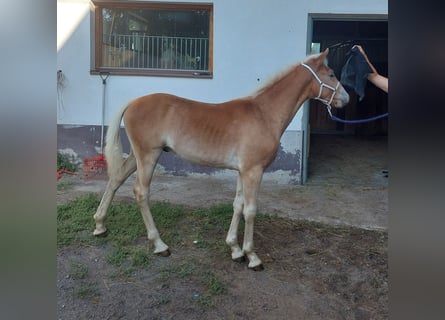 Haflinger, Hengst, veulen (03/2023), 155 cm