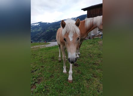 Haflinger, Hengst, veulen (03/2024)