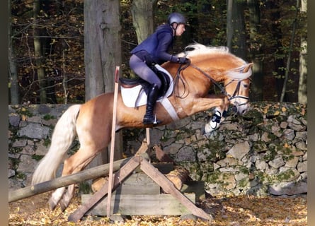 Haflinger, Hengst, 9 Jaar, 148 cm, Vos