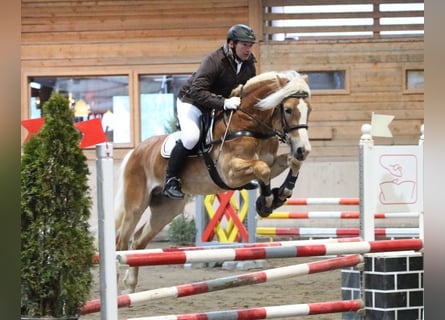 Haflinger, Hingst, 14 år, 151 cm, fux